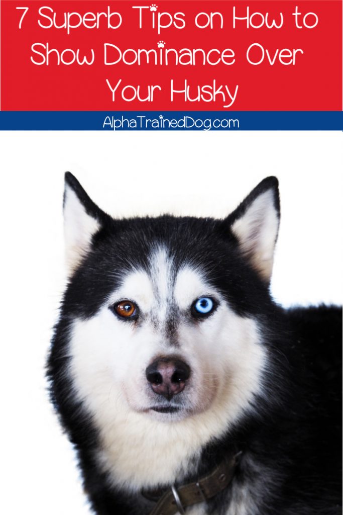 Are you wondering how to show dominance over your Husky? We've got you covered! Keep reading for 7 superb and humane alpha dog training tips. 