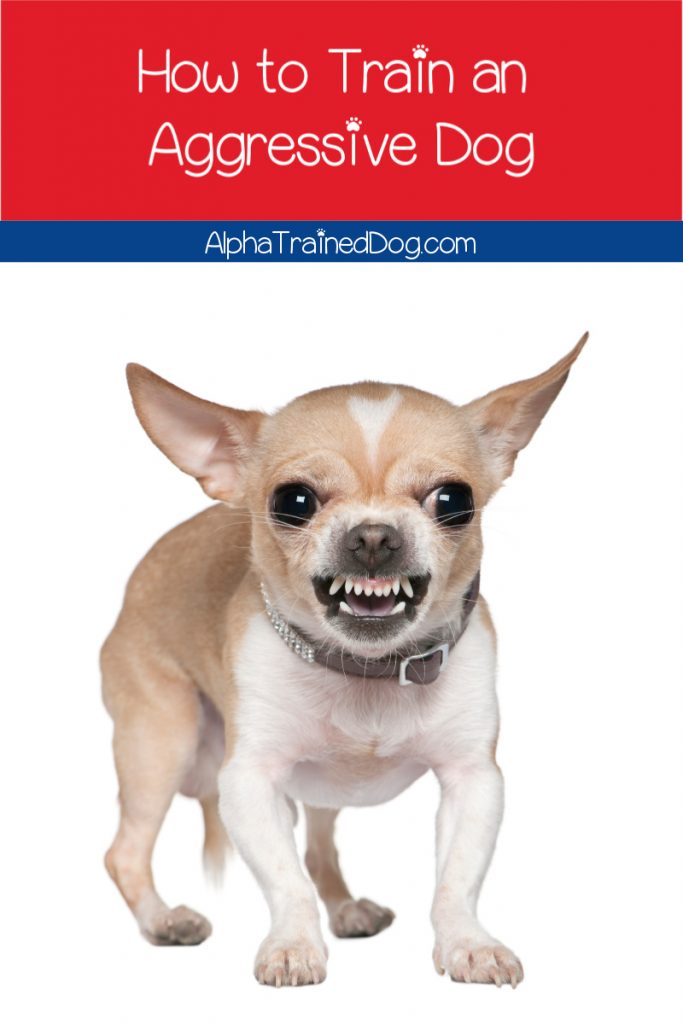 Need some tips on how to train aggressive dogs? Find out what to do- and what not to do- to help your pup lose his aggression. 