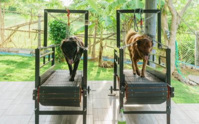 Top 3 Benefits of Treadmill Training for Dogs (+3 “Watch Outs” You Can’t Miss)