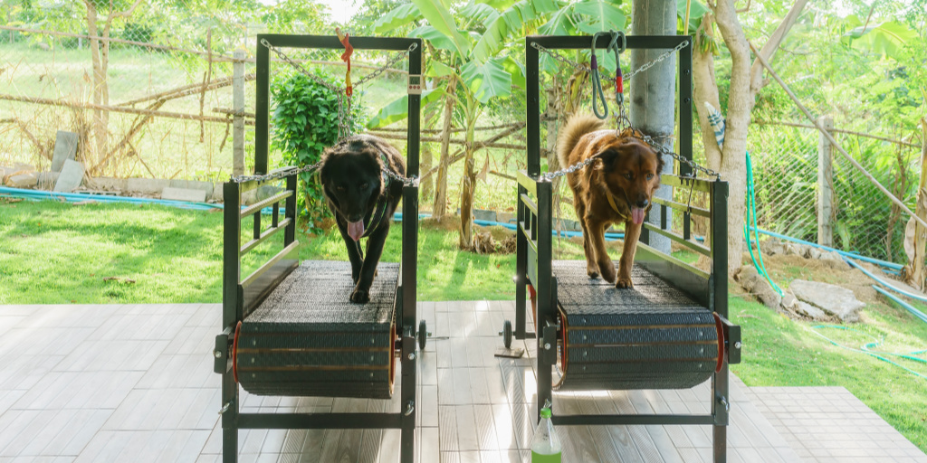 Thinking of getting a dog treadmill but worry it's not worth the cost? These benefits of treadmill training for dogs may sway you! Take a look!