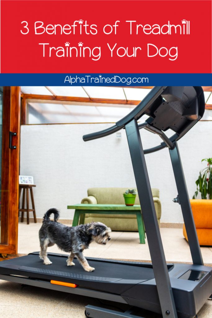 Thinking of getting a dog treadmill but worry it's not worth the cost? These benefits of treadmill training for dogs may sway you! Take a look!