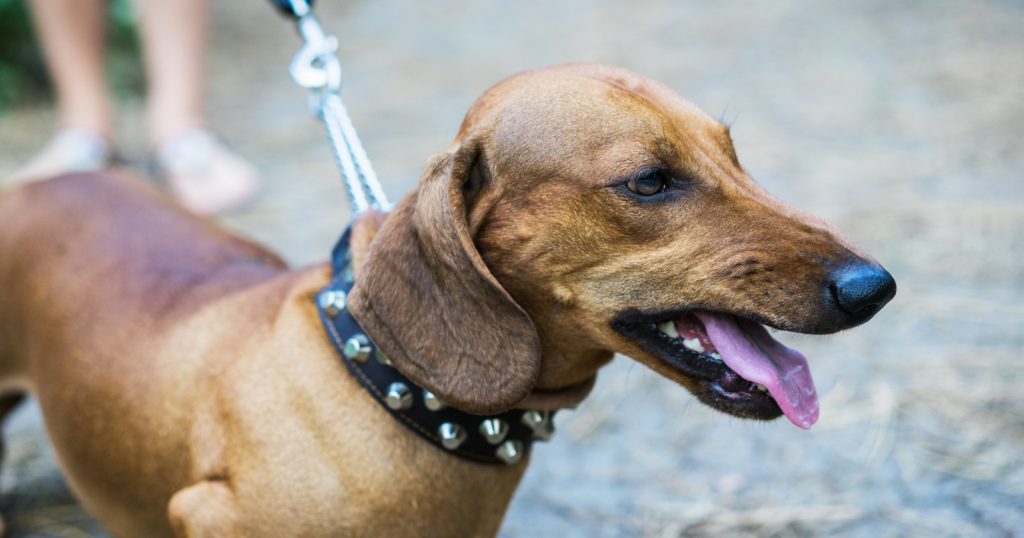 dachshund aggressive toward strangers