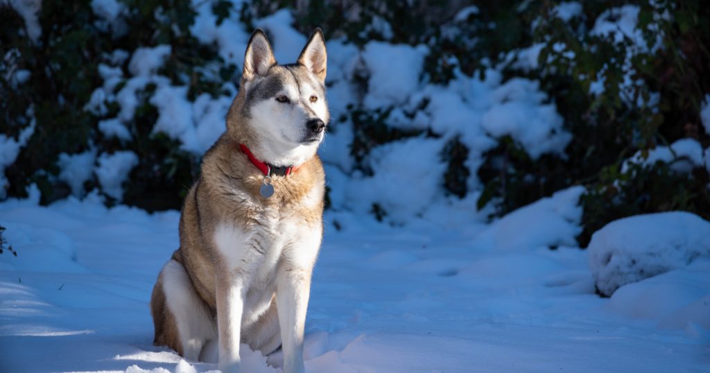 Are you wondering how to show dominance over your Husky? We've got you covered! Keep reading for 7 superb and humane alpha dog training tips. 