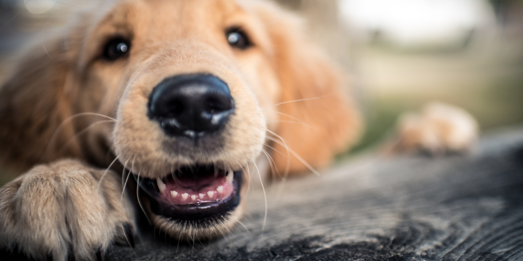 Working on house breaking your Golden Retriever? While they're easier to train than some dogs, you'll still want to follow these tips for success!