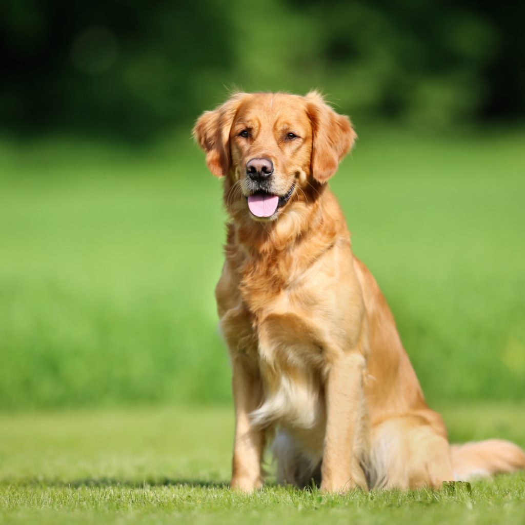 Are you having problems teaching your Golden Retriever to sit? Then, you'll want to check out these 8 simple training tips to make the job easier!
