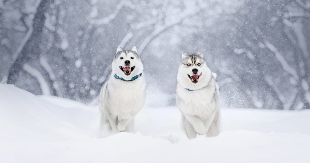 best collar for siberian husky