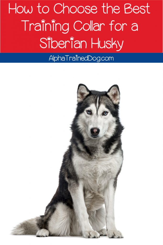 Best training collar 2025 for siberian husky