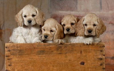 The 5 Best Dog Crates for Cocker Spaniels (with Reviews)
