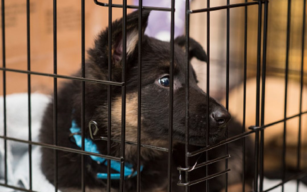 The Top 3 Best Escape-Proof Dog Crates That Can Contain Your Furry Houdini