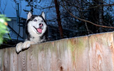 Top 3 Best Dog Fences for Huskies (With Full Reviews)