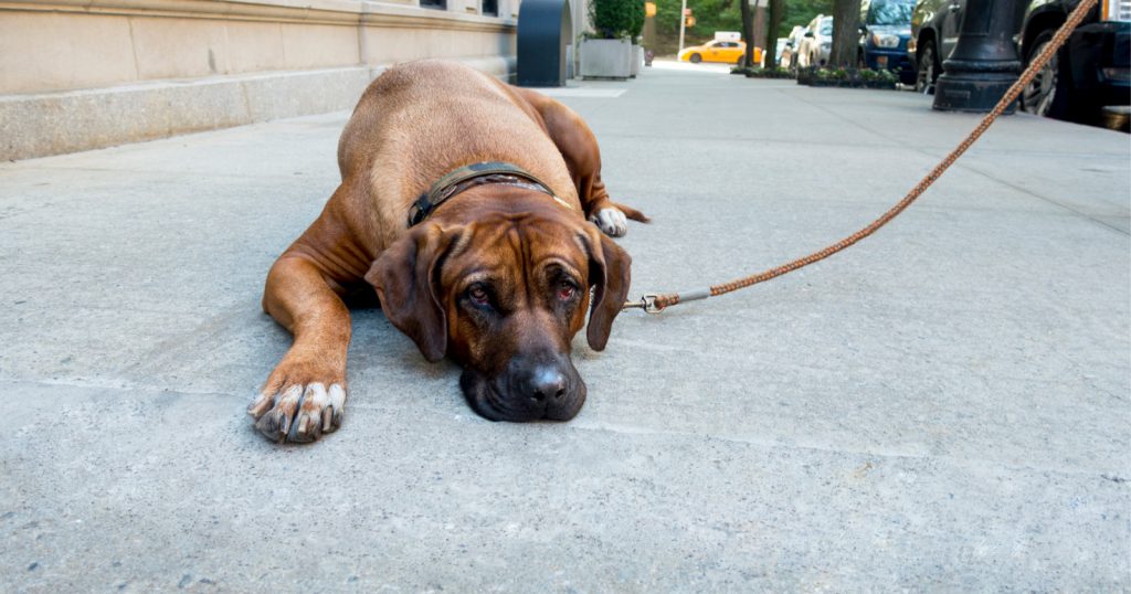 Can all dogs be trained? Even super stubborn breeds? The answer may surprise you! Read on to learn what it is, plus get tips to make your job easier.