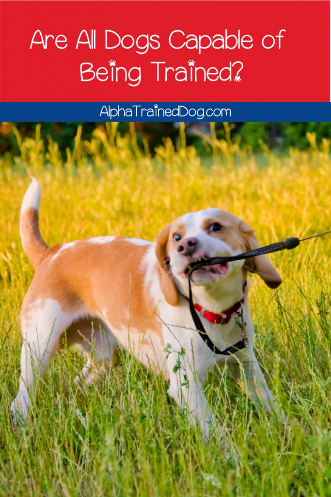 Can all dogs be trained? Even super stubborn breeds? The answer may surprise you! Read on to learn what it is, plus get tips to make your job easier.