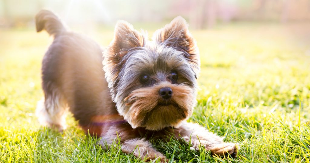 Can you train a Yorkie to use a litter box? Are there any pros and cons of dog litter training to consider? Read on for those answers & more!