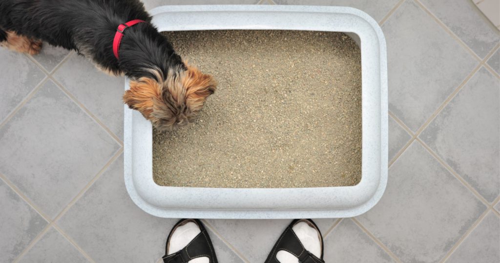 Can you train a Yorkie to use a litter box? Are there any pros and cons of dog litter training to consider? Read on for those answers & more!