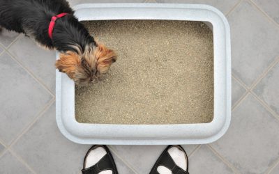 Can You Train a Yorkie to Use a Litter Box?