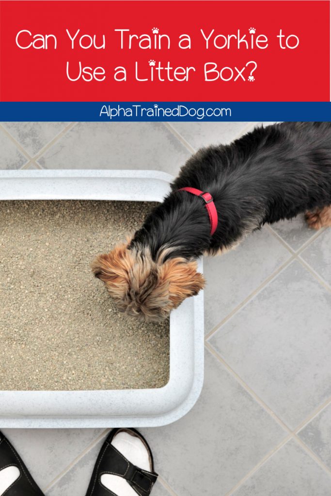 Can you train a Yorkie to use a litter box? Are there any pros and cons of dog litter training to consider? Read on for those answers & more!