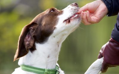 Obedience Training: 9 Things Your Dog Wants You to Know