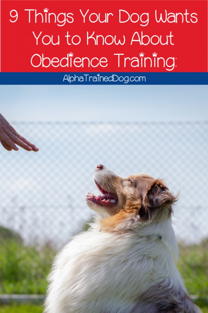 Before you even think about starting your dog obedience training, read on for these 9 things your pup really wants you to know. 