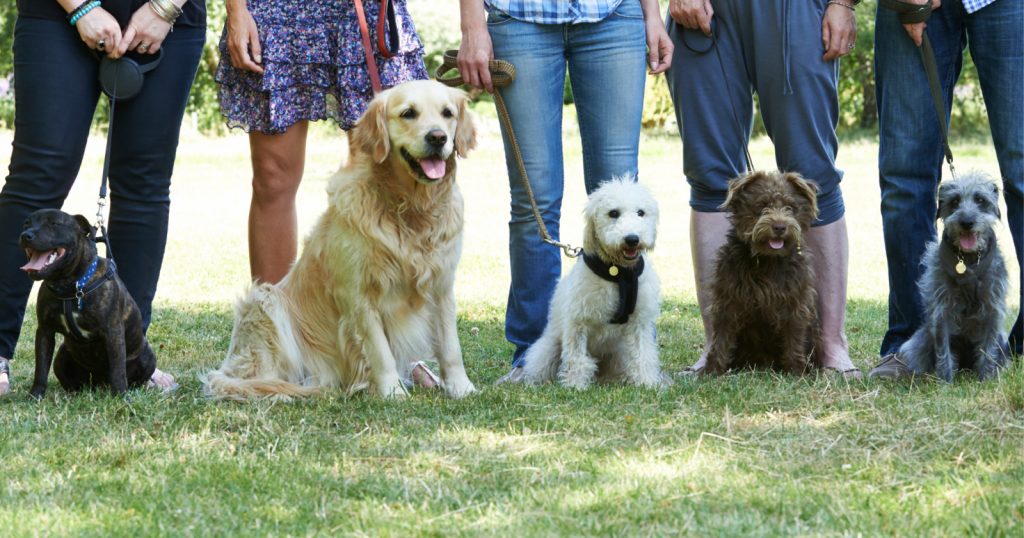What is the difference between dog training classes, private home training, and doggie boot camp? Read on to learn about each one and decide which is best for your pup!