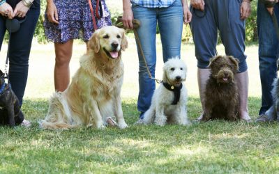 Dog Training Classes Vs. Private Dog Training Lessons Vs. Doggie Boot Camps