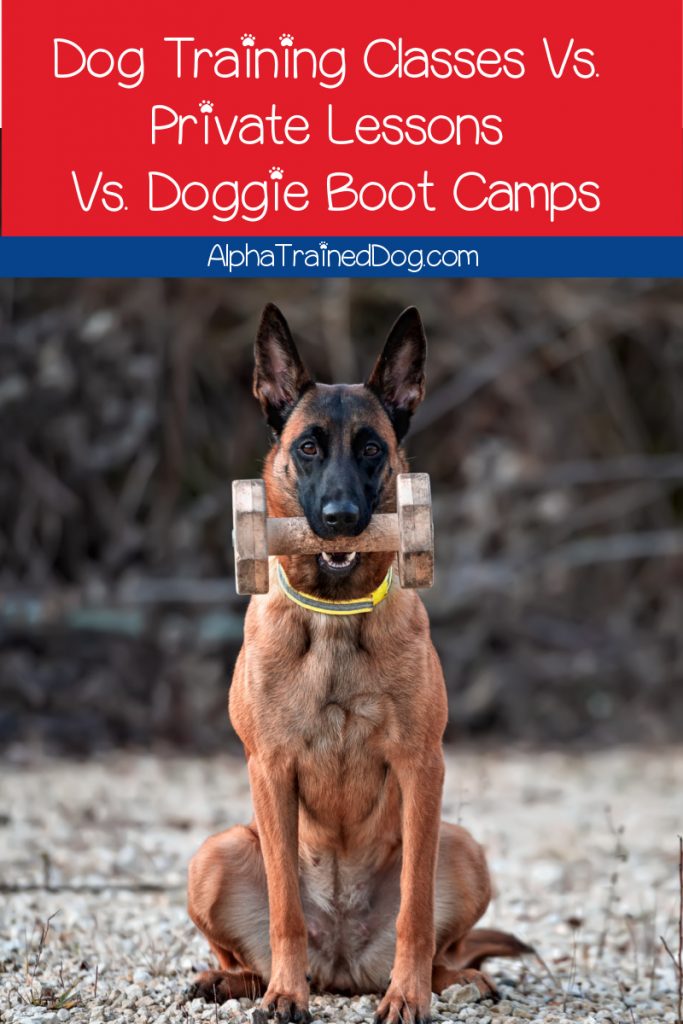 puppy boot camp near me