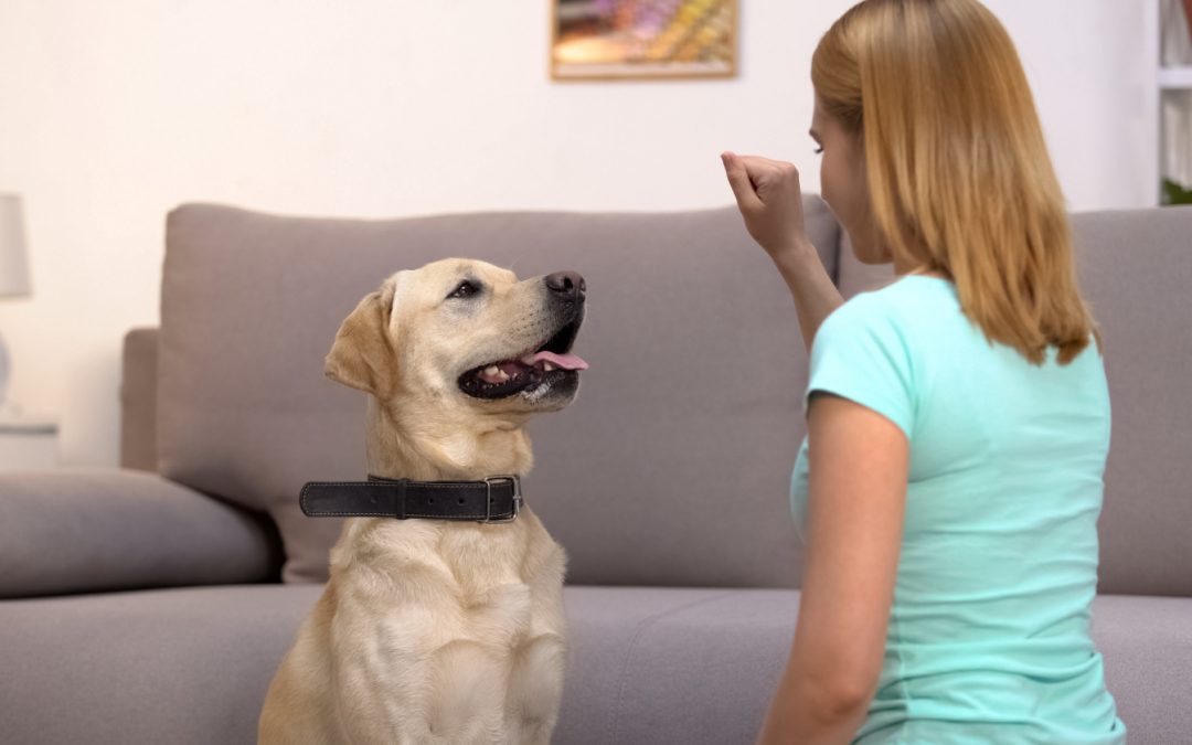 How Much Does In-Home Dog Training Cost?