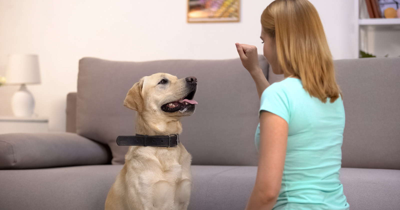 how much does in home dog training cost a