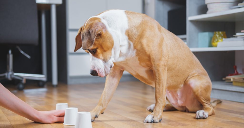 Are you wondering how much in-home dog training cost? Curious about the pros and cons? We've got you covered! Check out our guide for the answers!