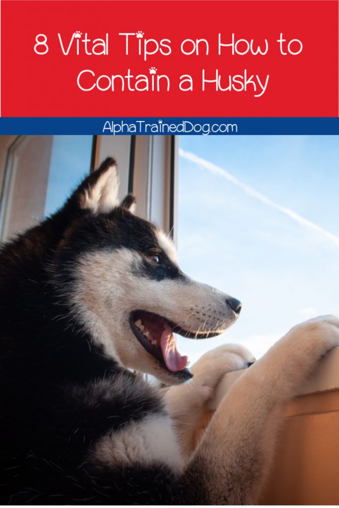 Need to know how to contain a husky fast to keep your pup from escaping? Take a look at these eight must-know training tips!