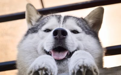 8 Vital Tips on How to Contain a Husky