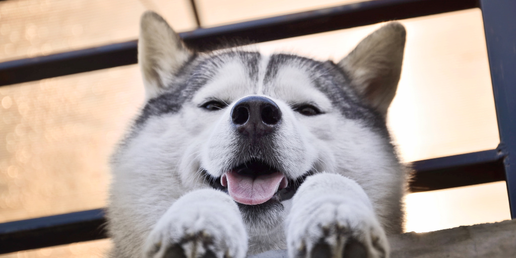 how to train a husky to stay in the yard