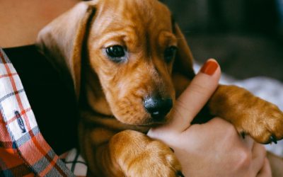 9 Secret Tips on How to Play with a Dachshund