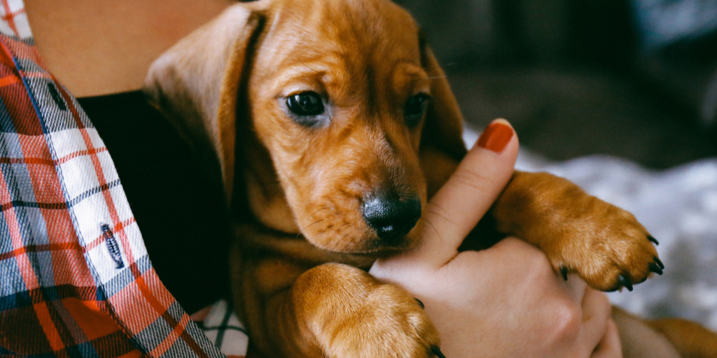 Wondering how to play with a Dachshund? You're going to love these 9 secret tips on getting the most out of playtime with Doxies! Check them out!