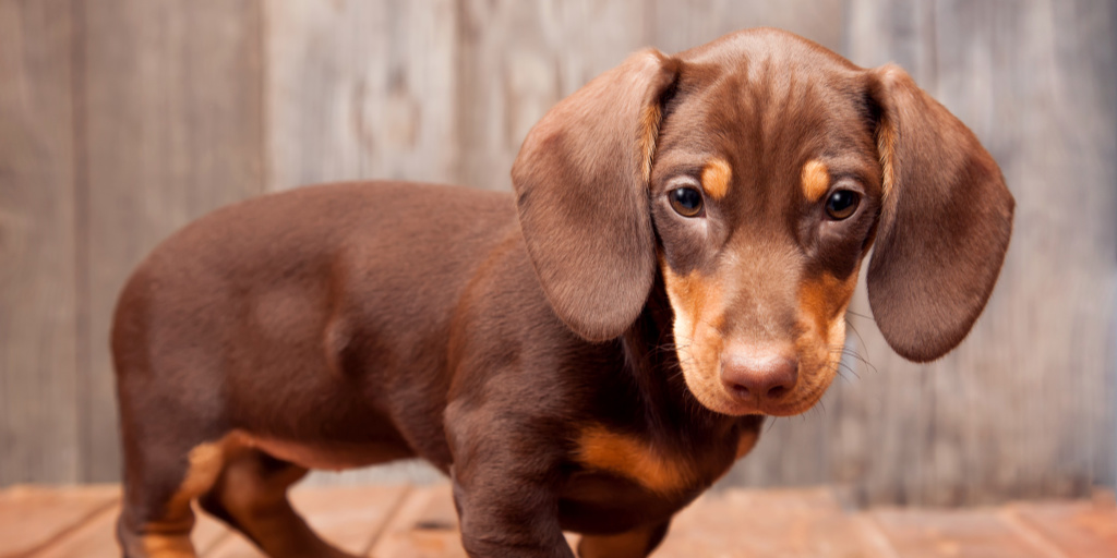 Wondering how to play with a Dachshund? You're going to love these 9 secret tips on getting the most out of playtime with Doxies! Check them out!