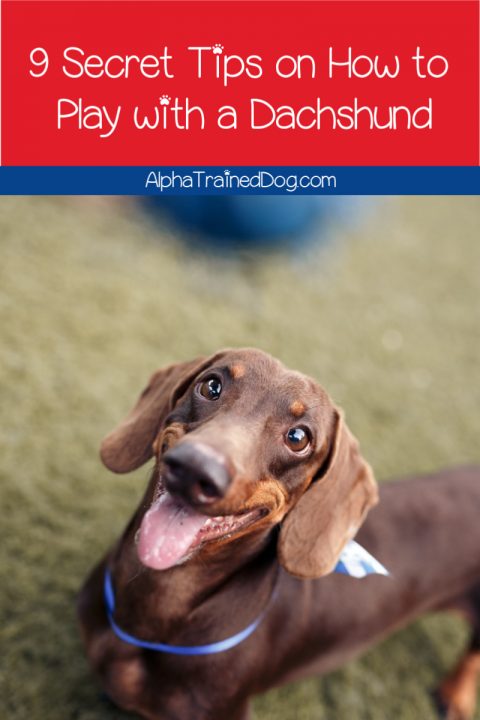 9 Secret Tips on How to Play with a Dachshund - Alpha Trained Dog