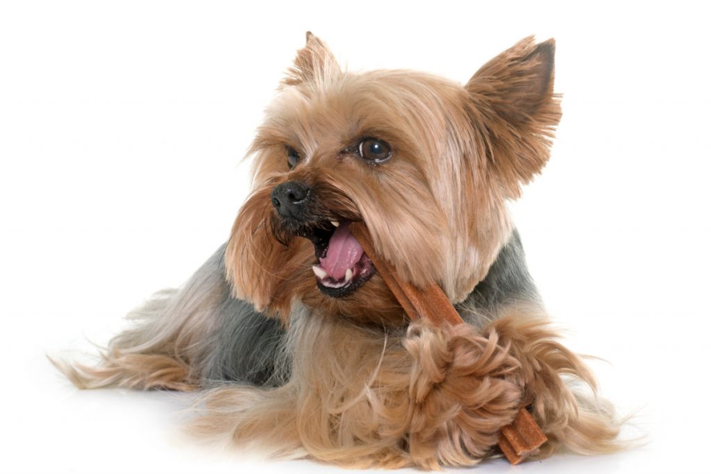 Need to know how to get a Yorkie to stop biting fast? Check out these 5 easy tips plus one thing you should never, ever do.