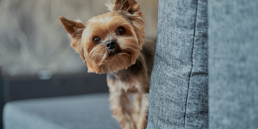 Need to know how to get a Yorkie to stop biting fast? Check out these 5 easy tips plus one thing you should never, ever do.