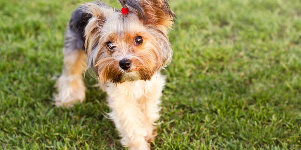 Need to know how to get a Yorkie to stop biting fast? Check out these 5 easy tips plus one thing you should never, ever do.