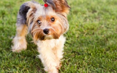 5 Easy Tips on How to Get a Yorkie to Stop Biting