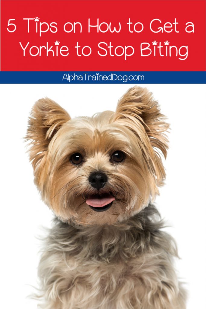 Need to know how to get a Yorkie to stop biting fast? Check out these 5 easy tips plus one thing you should never, ever do. 