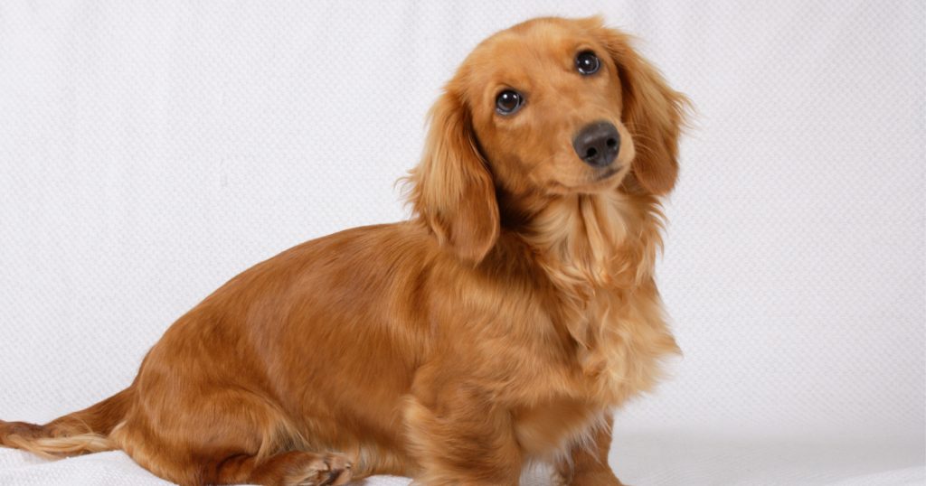 The dachshund is one of the hardest dog breeds to train. 