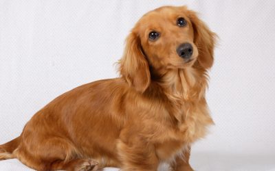The 5 Best Miniature Dachshund Carry Bags (with Reviews)