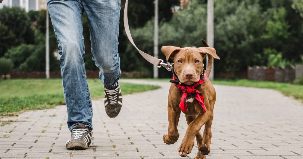 how to train a pitbull terrier