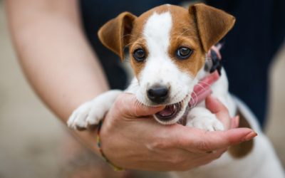 3 Easy Methods to Stop Puppy Biting Effectively