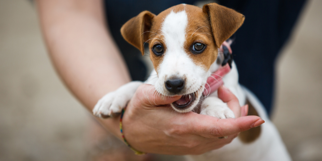 Knowing how to train your dog not to mouth you when he is playing too rough is vital. These tips teach you how to stop puppy biting quickly and effectively.