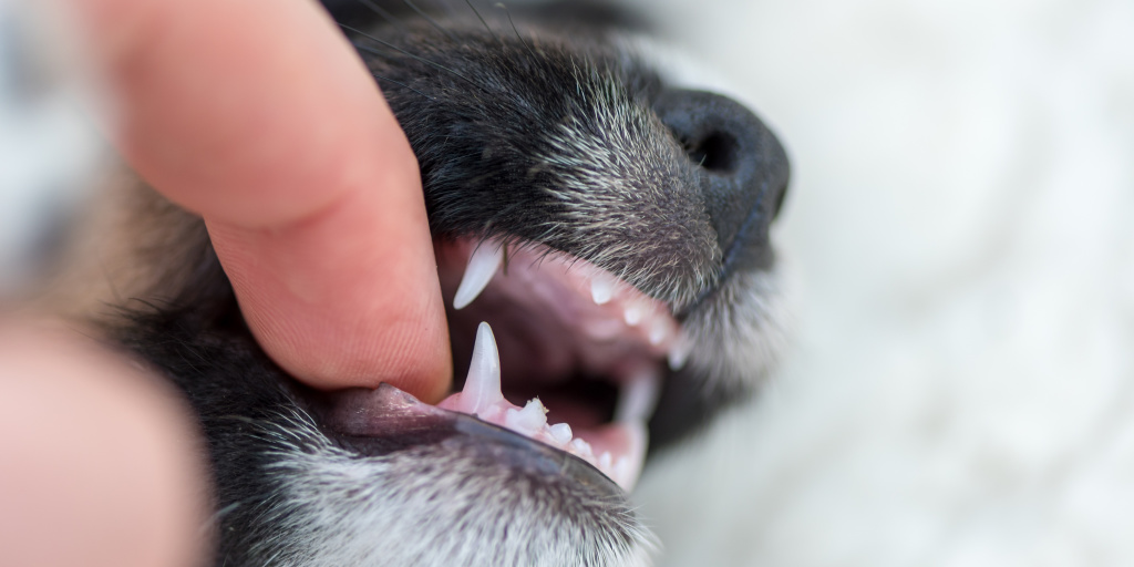 Knowing how to train your dog not to mouth you when he is playing too rough is vital. These tips teach you how to stop puppy biting quickly and effectively.