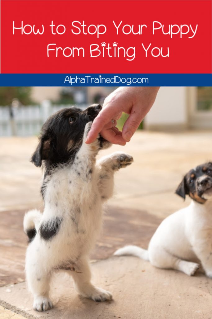 Knowing how to train your dog not to mouth you when he is playing too rough is vital. These tips teach you how to stop puppy biting quickly and effectively.