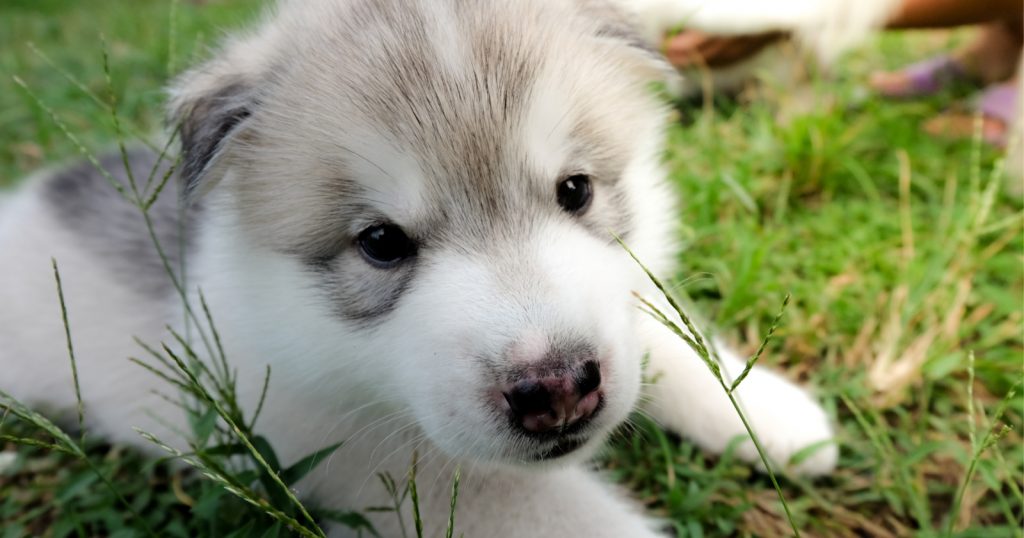 How Many Different Types of Husky Dogs Are There? (Complete Guide ...