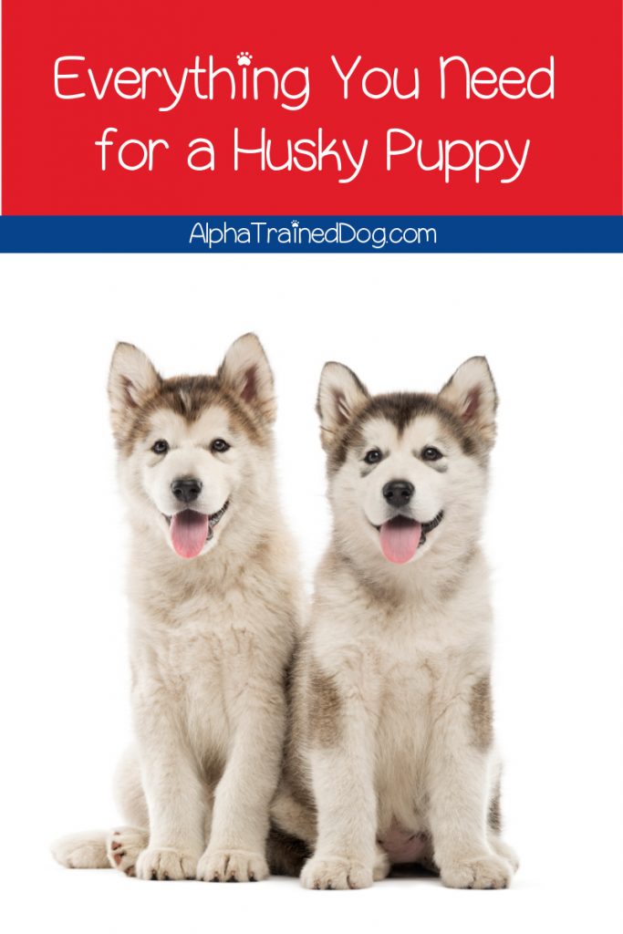 Wondering what sort of things you need for a husky puppy? Follow our guide to get all of the necessities before bringing your new pal home!