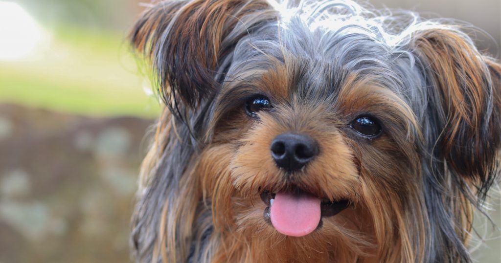 Keeping training treats for Yorkie puppies on hand will make all of your training tasks infinitely easier. Check our favorites!